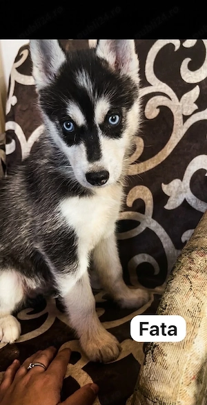 husky siberian