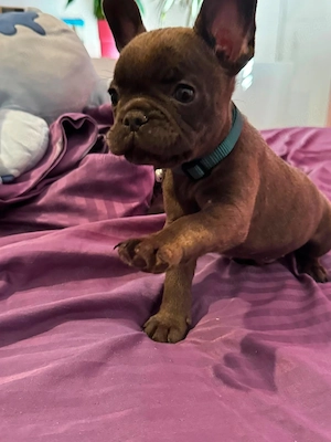 Buldog francez 