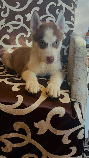husky siberian fetita - imagine 3