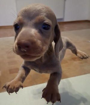 Teckel rasă pură,talie mică par scurt. - imagine 5