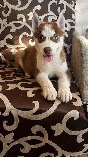 husky siberian fetita