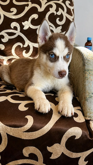 husky siberian fetita - imagine 5