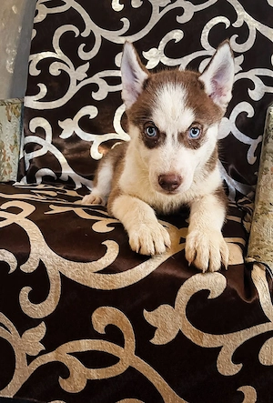 husky siberian fetita - imagine 2