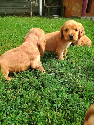 Cocker Spaniel rasa pura caută căsuța nouă  - imagine 4