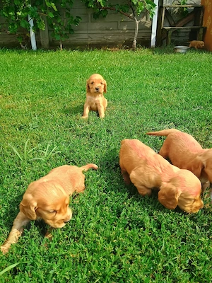 Cocker Spaniel rasa pura caută căsuța nouă  - imagine 2