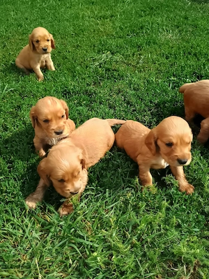 Cocker Spaniel rasa pura caută căsuța nouă  - imagine 3