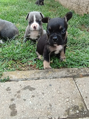 Puiuți de Bulldog francez rasă pură  - imagine 4