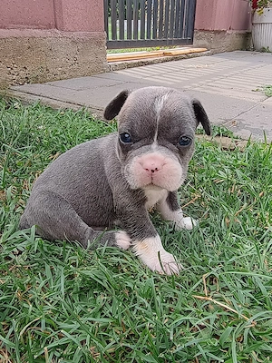 Puiuți de Bulldog francez rasă pură  - imagine 2