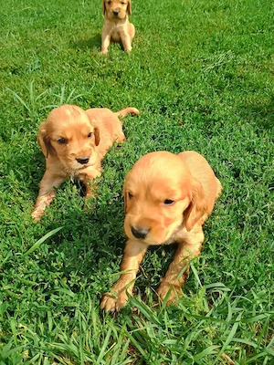 Cocker Spaniel rasa pura caută căsuța nouă 