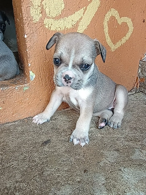 Puiuți de Bulldog francez rasă pură  - imagine 6