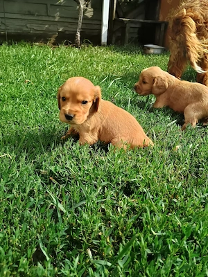 Cocker Spaniel rasa pura caută căsuța nouă  - imagine 5