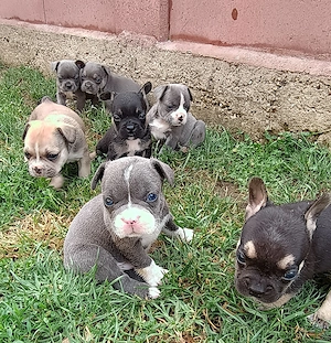 Puiuți de Bulldog francez rasă pură 