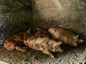 Porci pietrain cu duroc