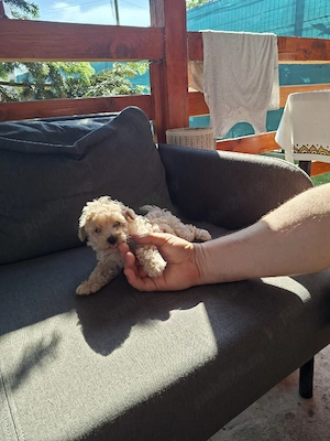 Pudel maltipoo - imagine 2