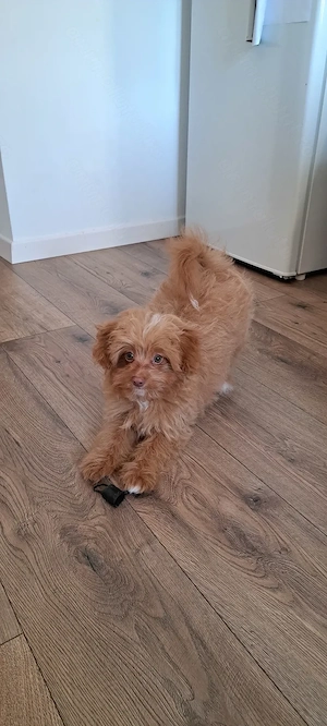 Vând cățeluș Maltipoo, 4 luni  