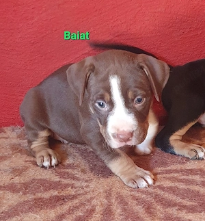 pui deosebiti rasa pura Amstaff - imagine 3