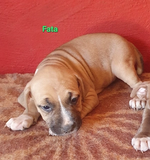 pui deosebiti rasa pura Amstaff - imagine 4