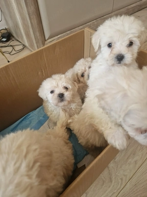 Bichon maltez de 8 săptămâni  - imagine 6