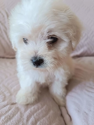 Bichon maltez de 8 săptămâni  - imagine 2