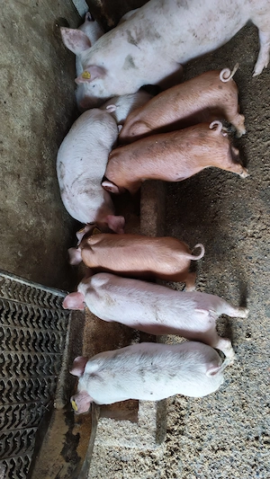 Vând purcei rasă Duroc 11 saptamani! - imagine 3
