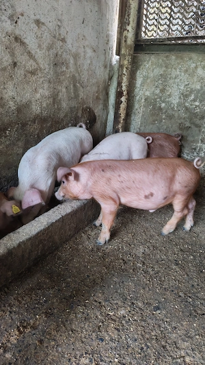 Vând purcei rasă Duroc 11 saptamani! - imagine 2