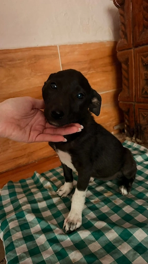 adopta un catelus 4 luni