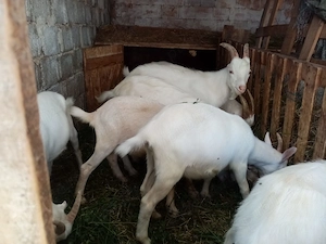 Vând iezi de prăsila 