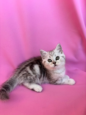 British Shorthair din parinti cu Pedigree - imagine 5