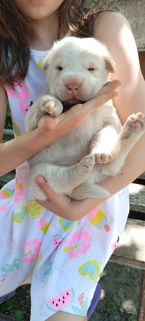catei mici rasa chow chow cu sharpei - imagine 2
