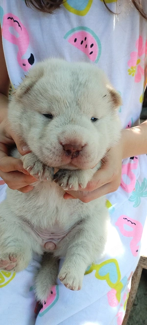 caini catei mici sharpei cu chow chow - imagine 3