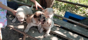 caini catei mici sharpei cu chow chow - imagine 5