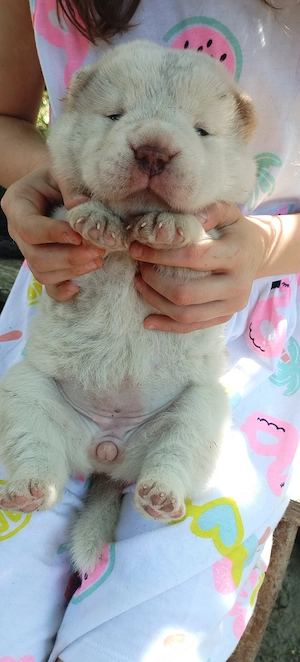 caini catei mici sharpei cu chow chow - imagine 4
