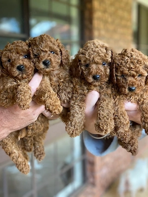 Vând poodle chaniche