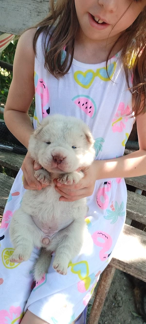 catei mici sharpei chowchow - imagine 3