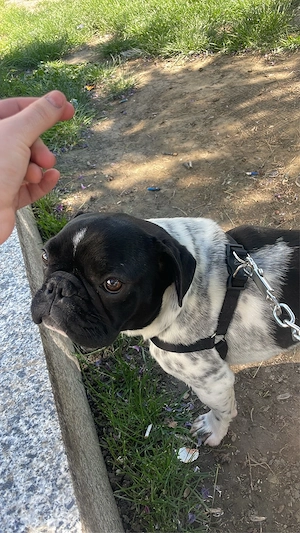    De vânzare 2 bulldogi francezi (masculi) - imagine 4
