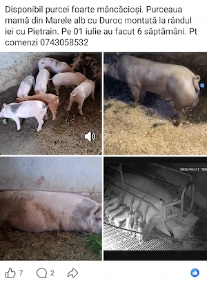 purcei de vanzare