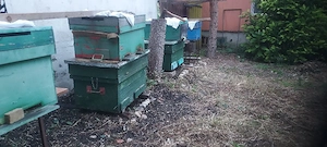 albine ,familii de vinzare