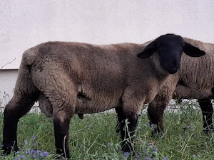 Oi berbec suffolc 