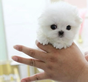 Pomeranian mini toy  - imagine 2