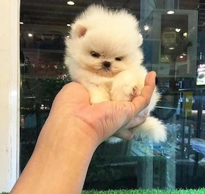 Pomeranian mini toy  - imagine 3
