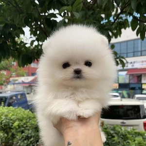 Pomeranian mini toy  - imagine 2