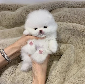 Pomeranian mini toy vaccinat  - imagine 3
