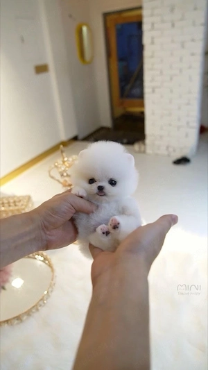 Pomeranian mini toy vaccinat 