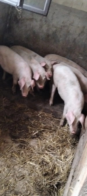 6 mascuri de 12 săptămâni ,marele alb 