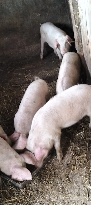 6 mascuri de 12 săptămâni ,marele alb  - imagine 2