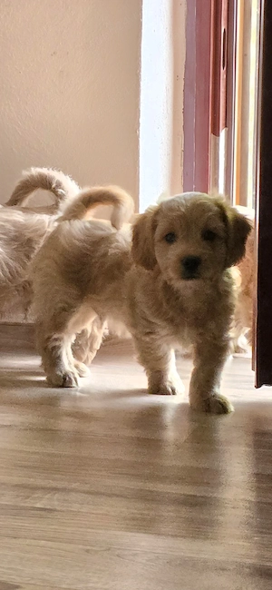 Pui Maltipoo 3 luni  - imagine 4