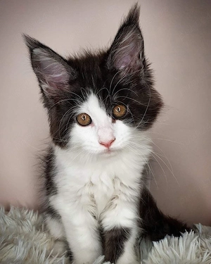 Maine Coon