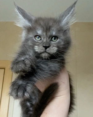 Maine coon disponibil 