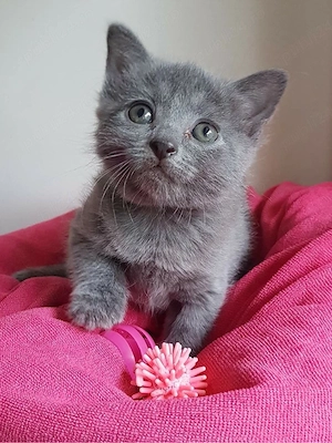 British shorthair 