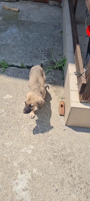 Vând pui kangal